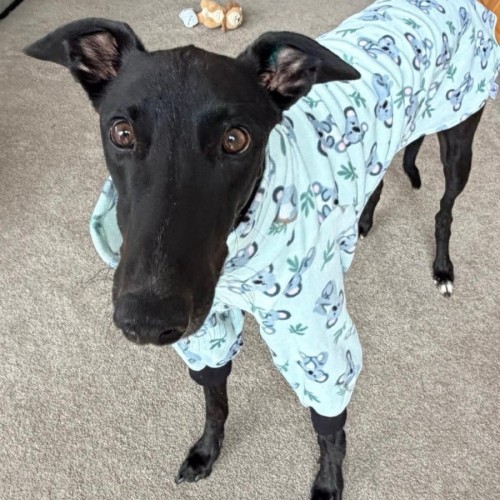 Frankie, the greyhound  - Greyhound Dog