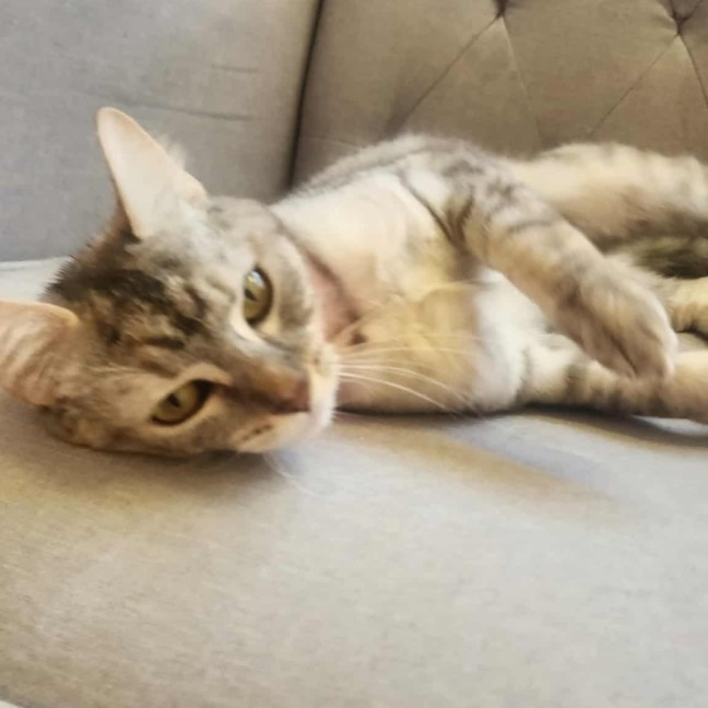 Photo of Azuki   In Foster Care In Healesville