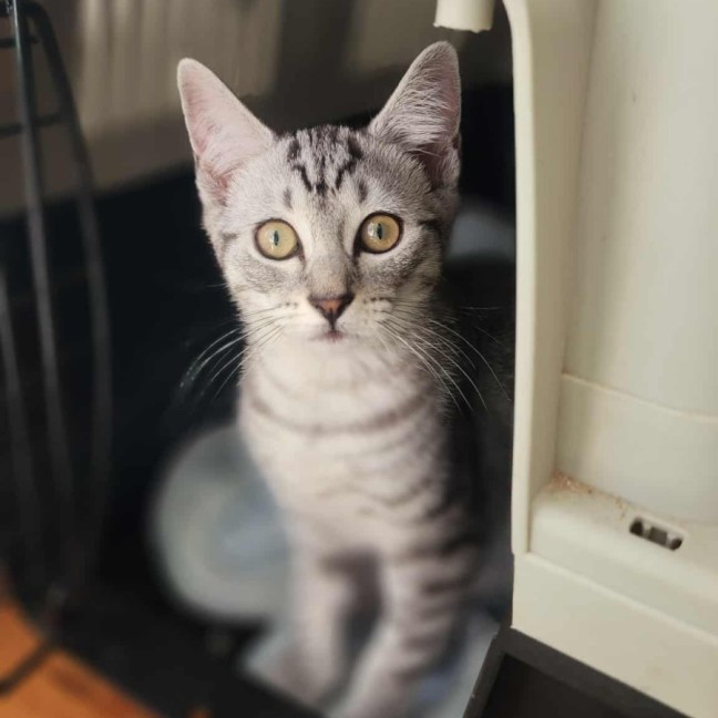 Photo of Frankie   In Foster Care In Healesville