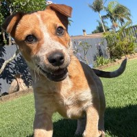 Photo of Woody