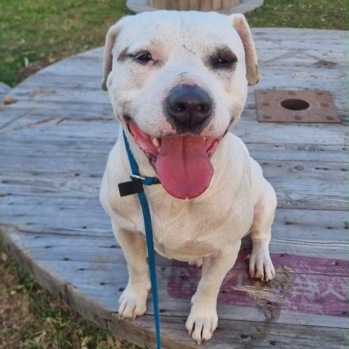 BO  - American Staffordshire Terrier Dog