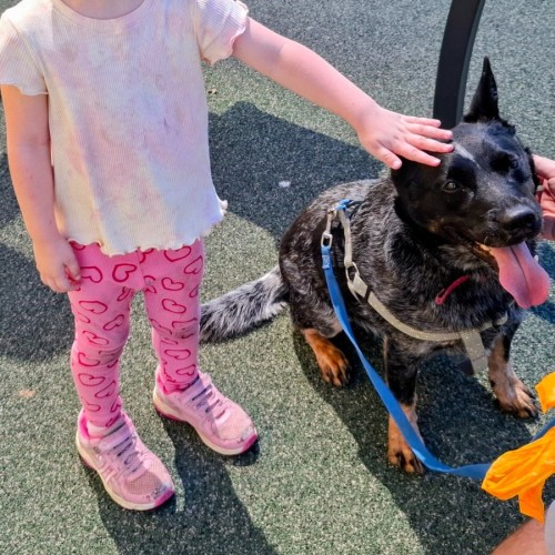 Blue - Australian Cattle Dog