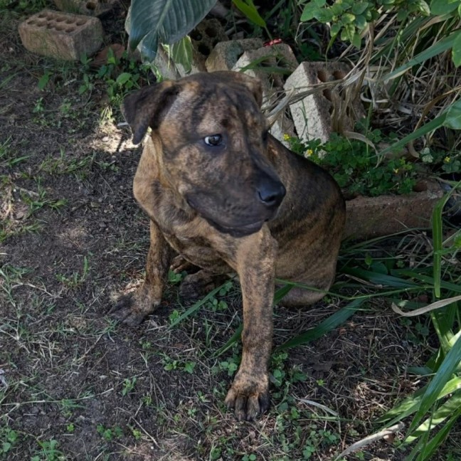 Photo of Chiko