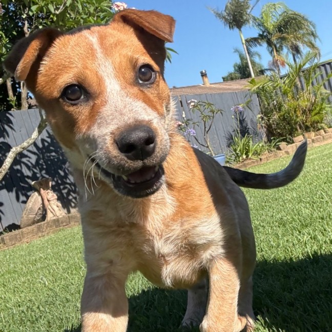 Photo of Woody