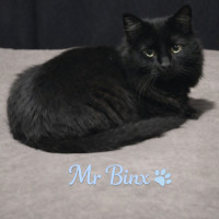 Photo of Mr Binx *9 Lives Project Rescue*