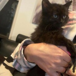 Female Domestic Medium Hair (DMH) Cat