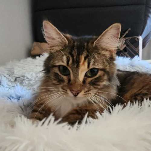 Sabrina  - Domestic Long Hair (DLH) Cat