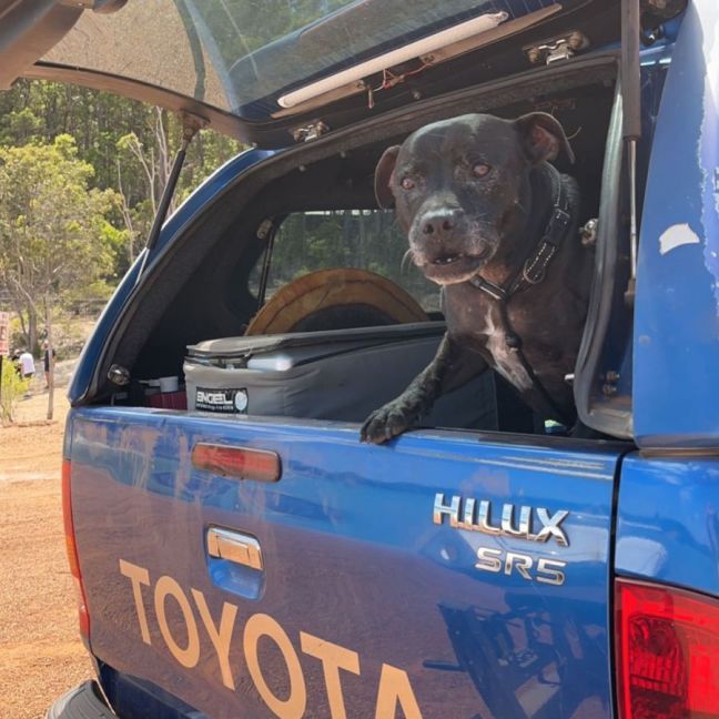 Photo of Daisy And Tonka