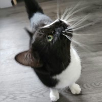 Photo of Dusty   In Foster Care In Ardeer