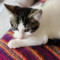 Photo of Archie ^^Dandy Cat Rescue^^