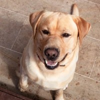 Photo of Benji