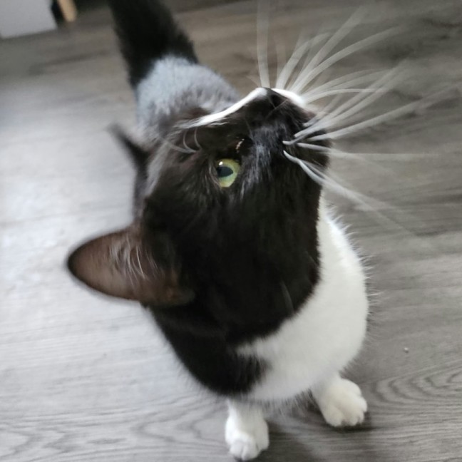 Photo of Dusty   In Foster Care In Ardeer
