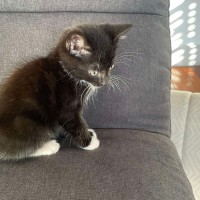 Photo of Sox