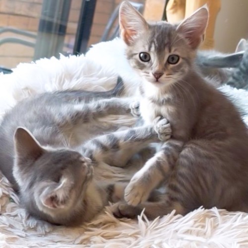 Bailey & Harper - Domestic Short Hair (DSH) Cat