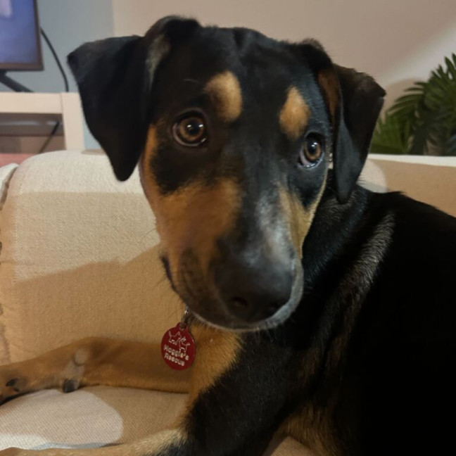 Photo of Crookie