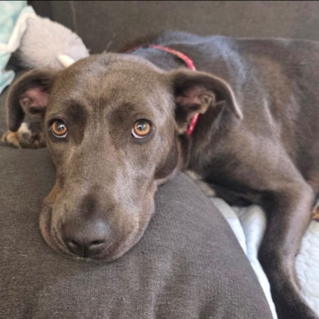 Photo of Penny