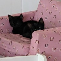 Photo of Nemo (With Kiki)
