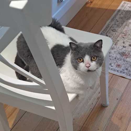 Astrid - British Shorthair Cat