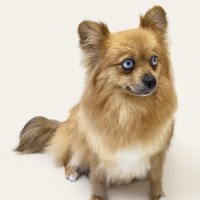 Photo of Amber