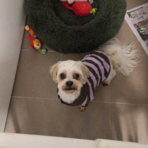 Eddy - Shih Tzu x Maltese Dog