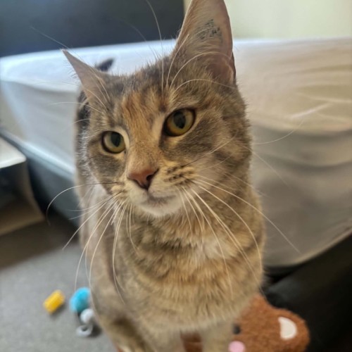 Lemon 🍋 - Domestic Short Hair (DSH) Cat