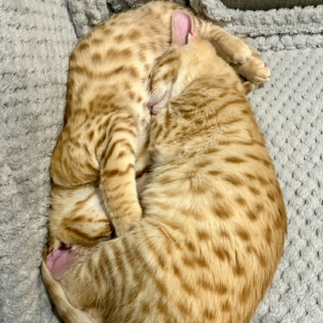 Photo of Rocco And Pablo 