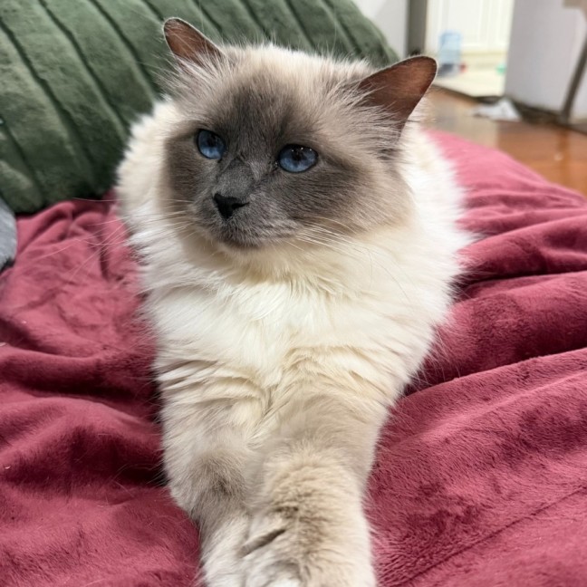 Photo of Stella