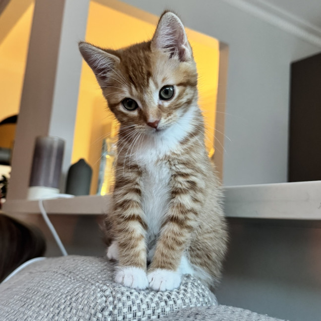 Photo of Dusty