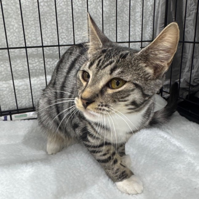 Photo of Clarabelle 