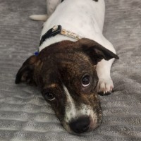 Photo of Daisy   10 Month Old Dachshund X Boston Terrier