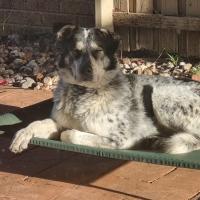 Photo of Jackaroo