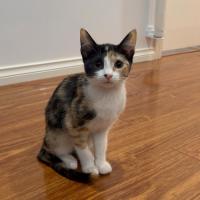 Photo of Pixie