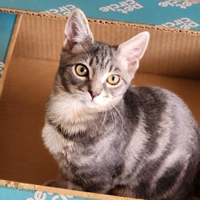 Photo of Jacob ^^Dandy Cat Rescue^^