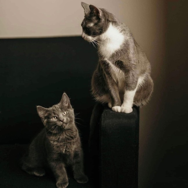 Photo of Ivy & Toothless 