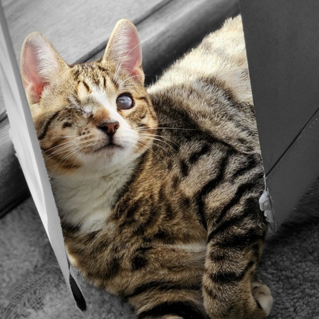 Photo of Desi ^^Dandy Cat Rescue^^