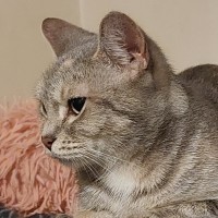 Photo of Cleo