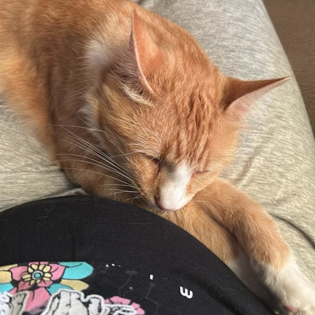 Photo of Freddie 🧡