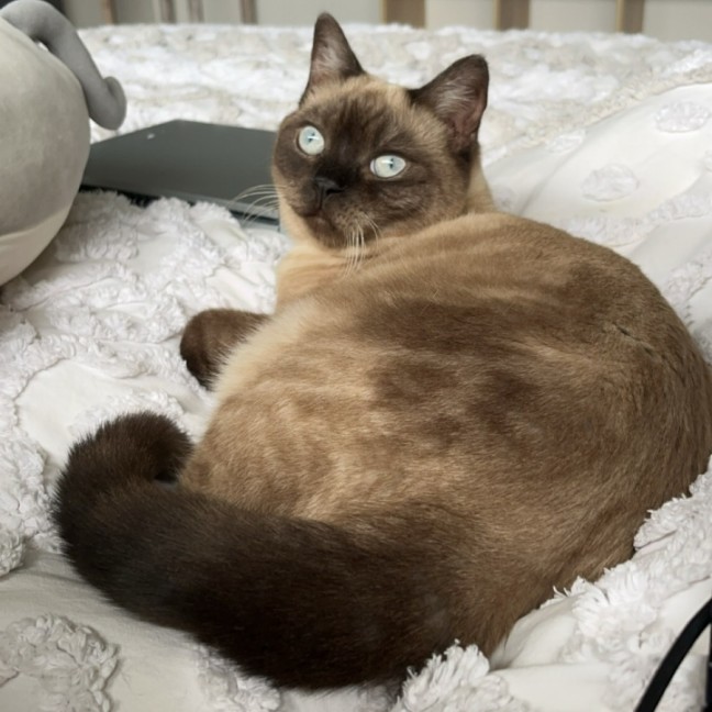 Photo of Pecan