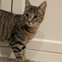 Photo of Gracie Meet Me@Petstock Chelsea Store