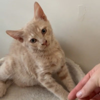 Photo of Fergus