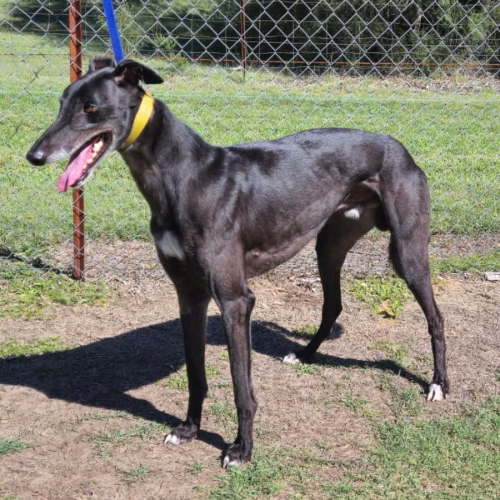 Diego - Greyhound Dog