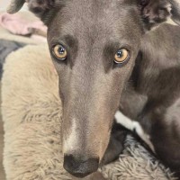 Photo of Sky The Greyhound 