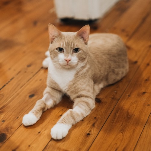 Cheddar - Domestic Short Hair (DSH) Cat