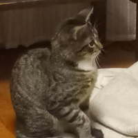 Photo of Oskar ^^Dandy Cat Rescue^^