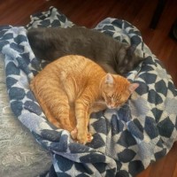 Photo of Maple