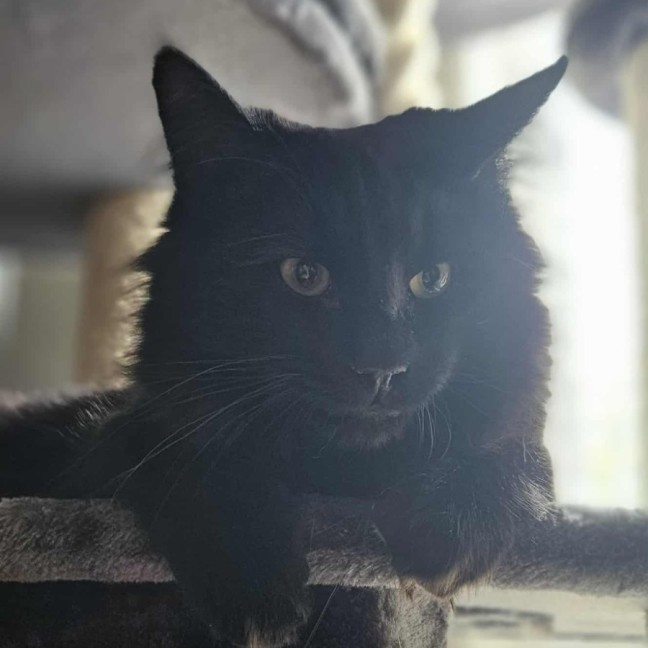 Photo of Onyx *9 Lives Project Rescue*