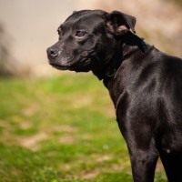 Photo of Freya