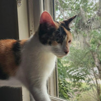 Photo of Daffodil