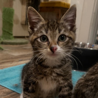 Photo of Hamilton