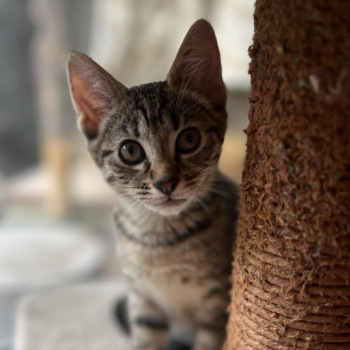 Alexandria - Domestic Short Hair (DSH) Cat